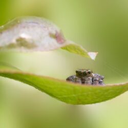 https://pixabay.com/photos/jumping-spider-animal-beautiful-bug-9538453/