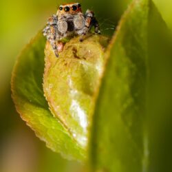 Woodland jumping spider (Evarcha falcata)