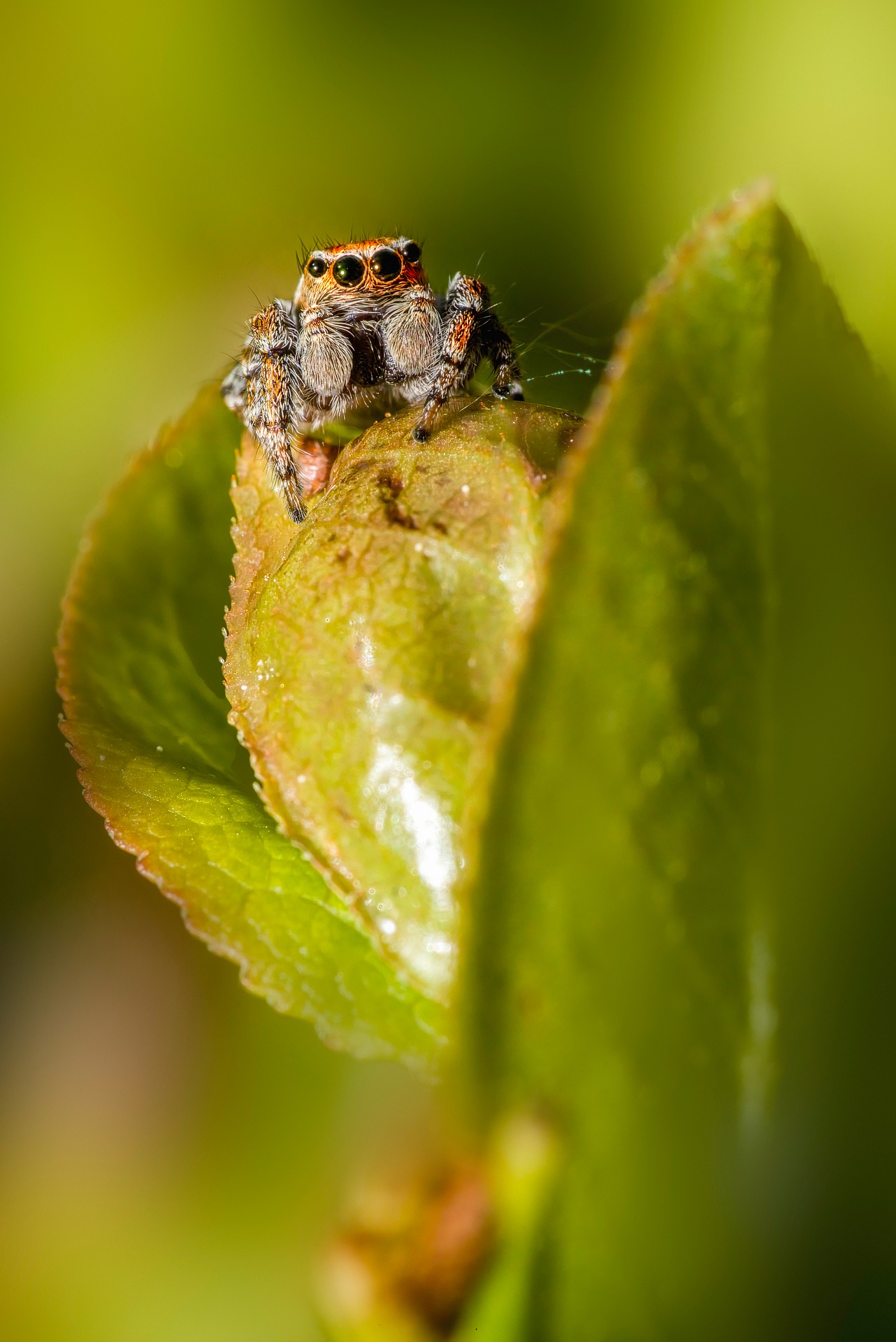 Woodland jumping spider (Evarcha falcata)