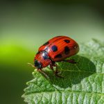 American Aspen Beetle (Gonioctena viminalis)