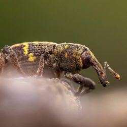 https://pixabay.com/photos/large-pine-weevil-hylobius-abietis-6261935/