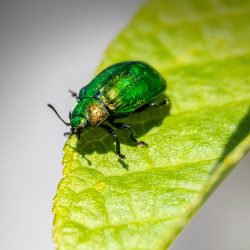 Leaf beetle (Plagiosterna aenea)