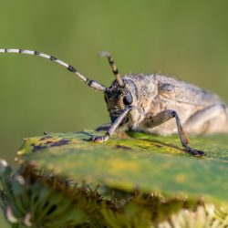 Large poplar borer, longhorn beetle (Saperda carcharias)