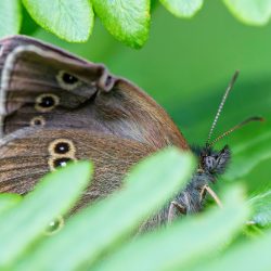 Ringlet (Aphantopus hyperantus)