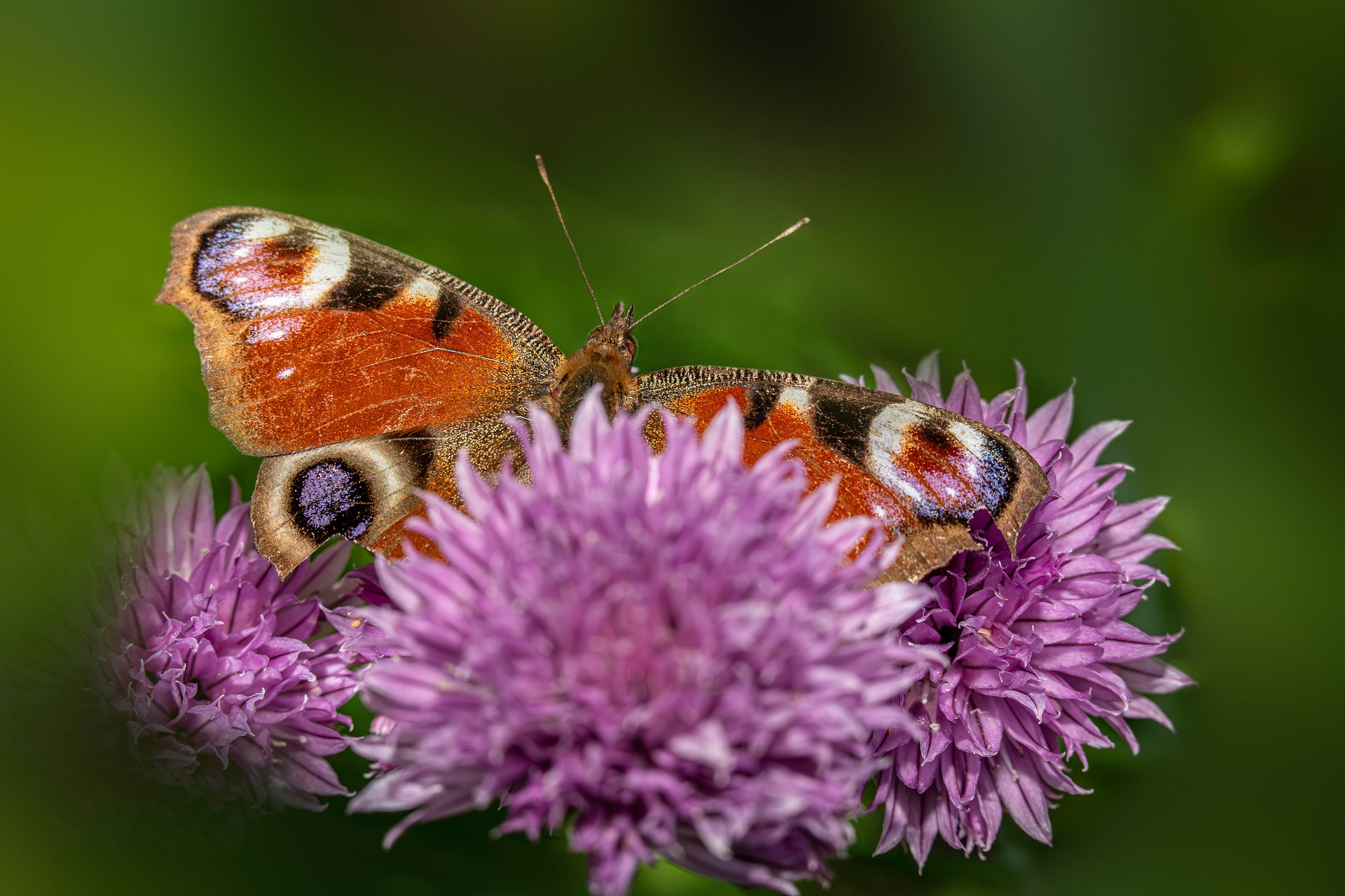 European peacock (Aglais io)