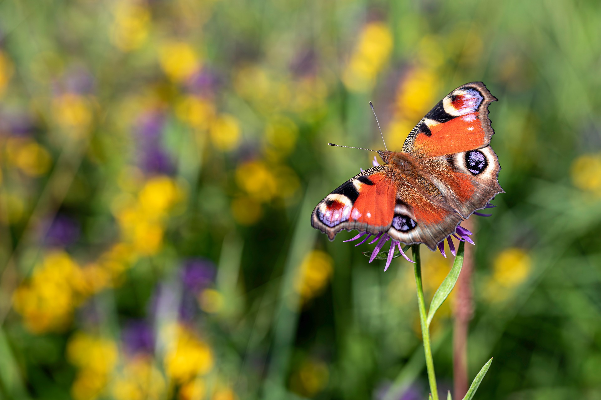 European peacock (Aglais io)