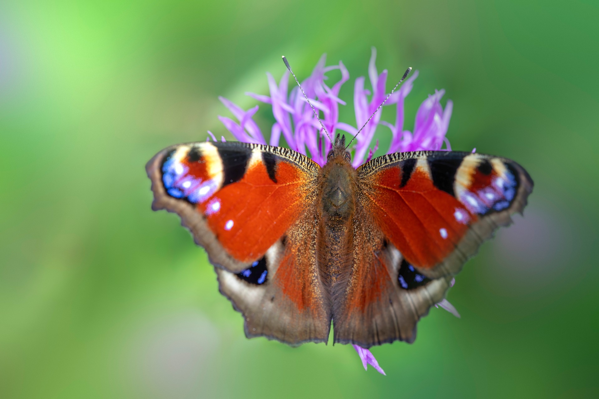 European peacock (Aglais io)