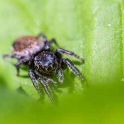 Woodland jumping spider (Evarcha falcata)