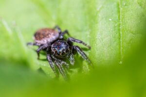 Woodland jumping spider (Evarcha falcata)