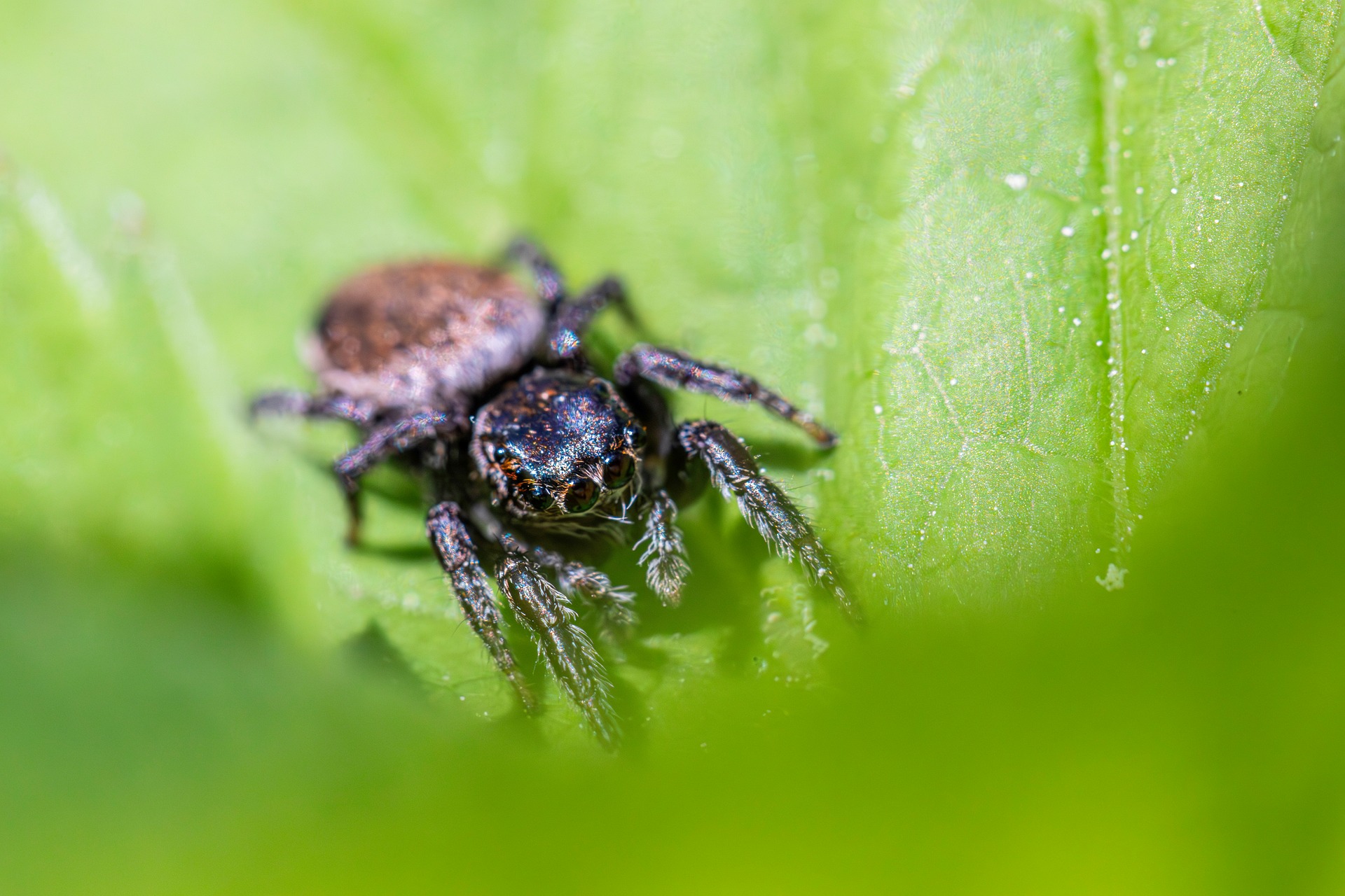 Woodland jumping spider (Evarcha falcata)