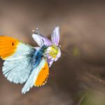 Orange Tip Butterfly (Anthocharis cardamines)