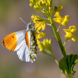 Orange Tip Butterfly (Anthocharis cardamines)