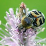 Eurasian bee beetle (Trichius fasciatus)