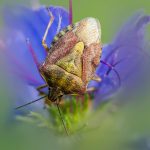 Black-shouldered shieldbug (Carpocoris purpureipennis)