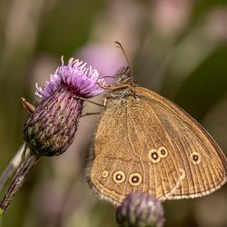 Ringlet (Aphantopus hyperantus)