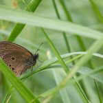 Ringlet (Aphantopus hyperantus)