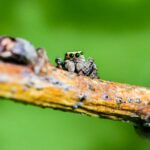 Woodland jumping spider (Evarcha falcata)