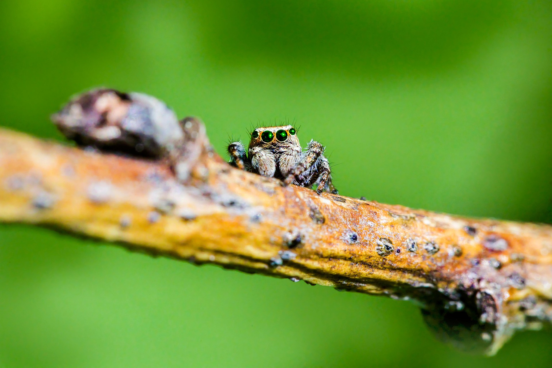 Woodland jumping spider (Evarcha falcata)