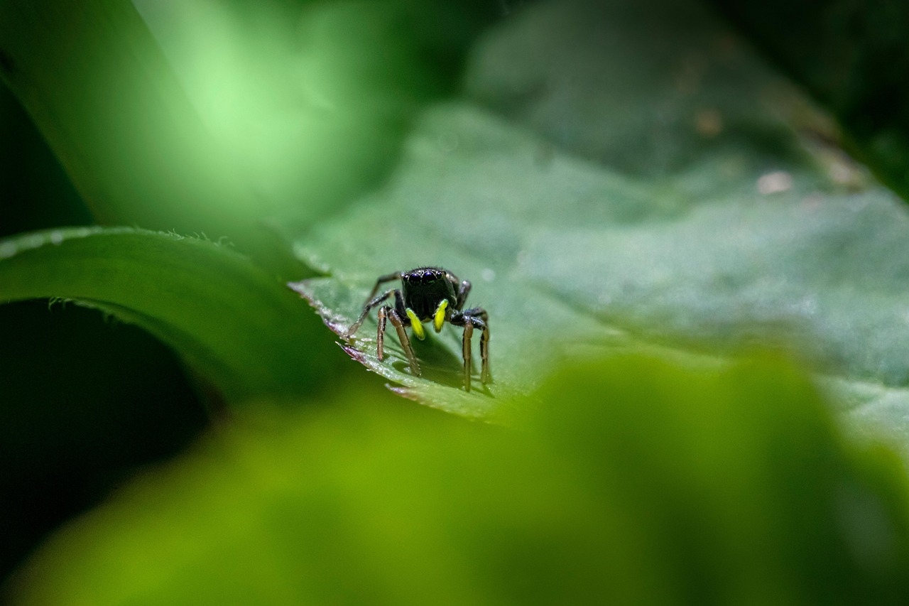 Copper sun jumper (Heliophanus cupreus)