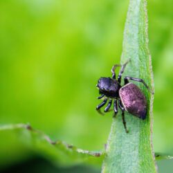 Copper sun jumper (Heliophanus cupreus)