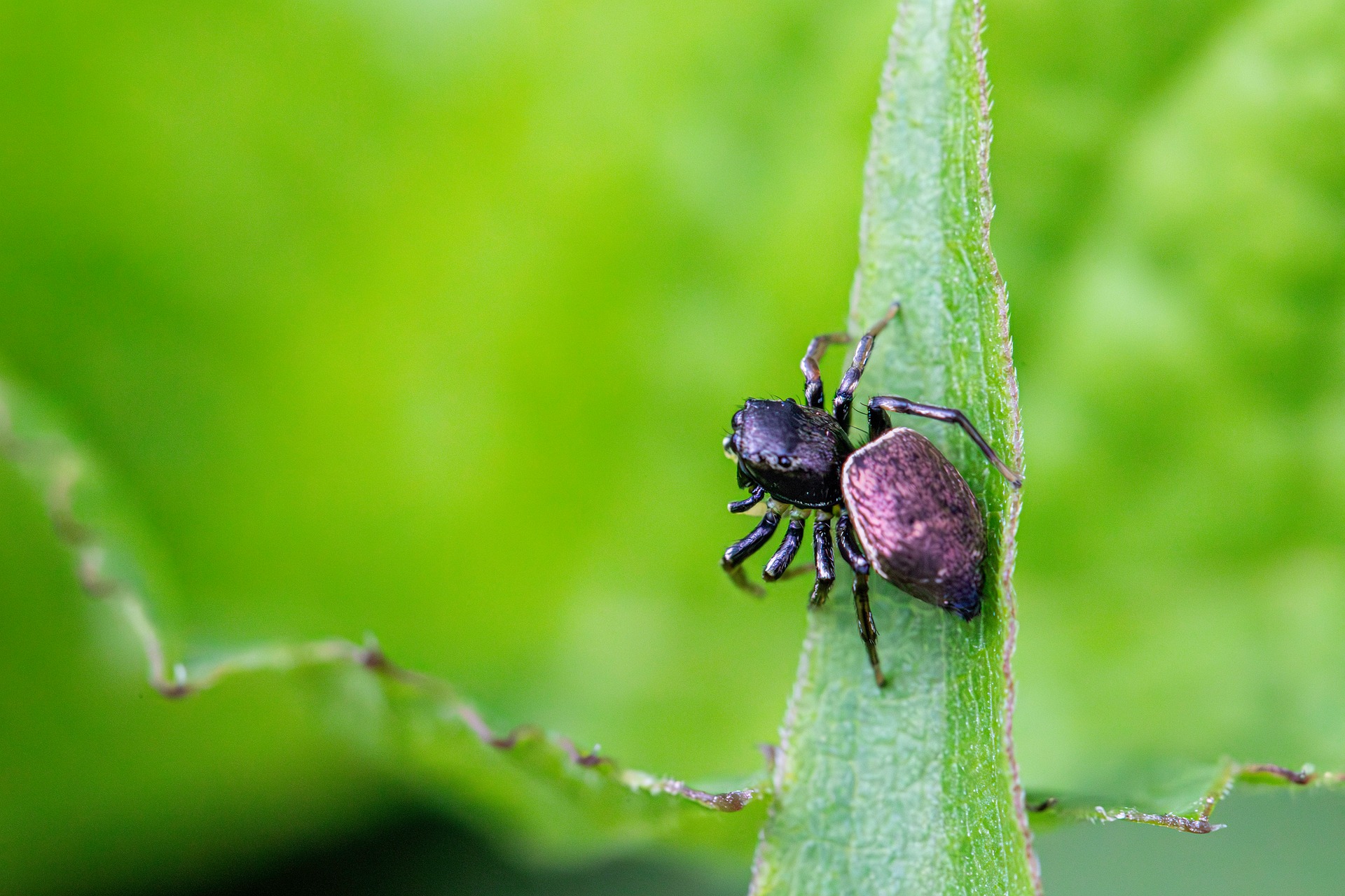 Copper sun jumper (Heliophanus cupreus)