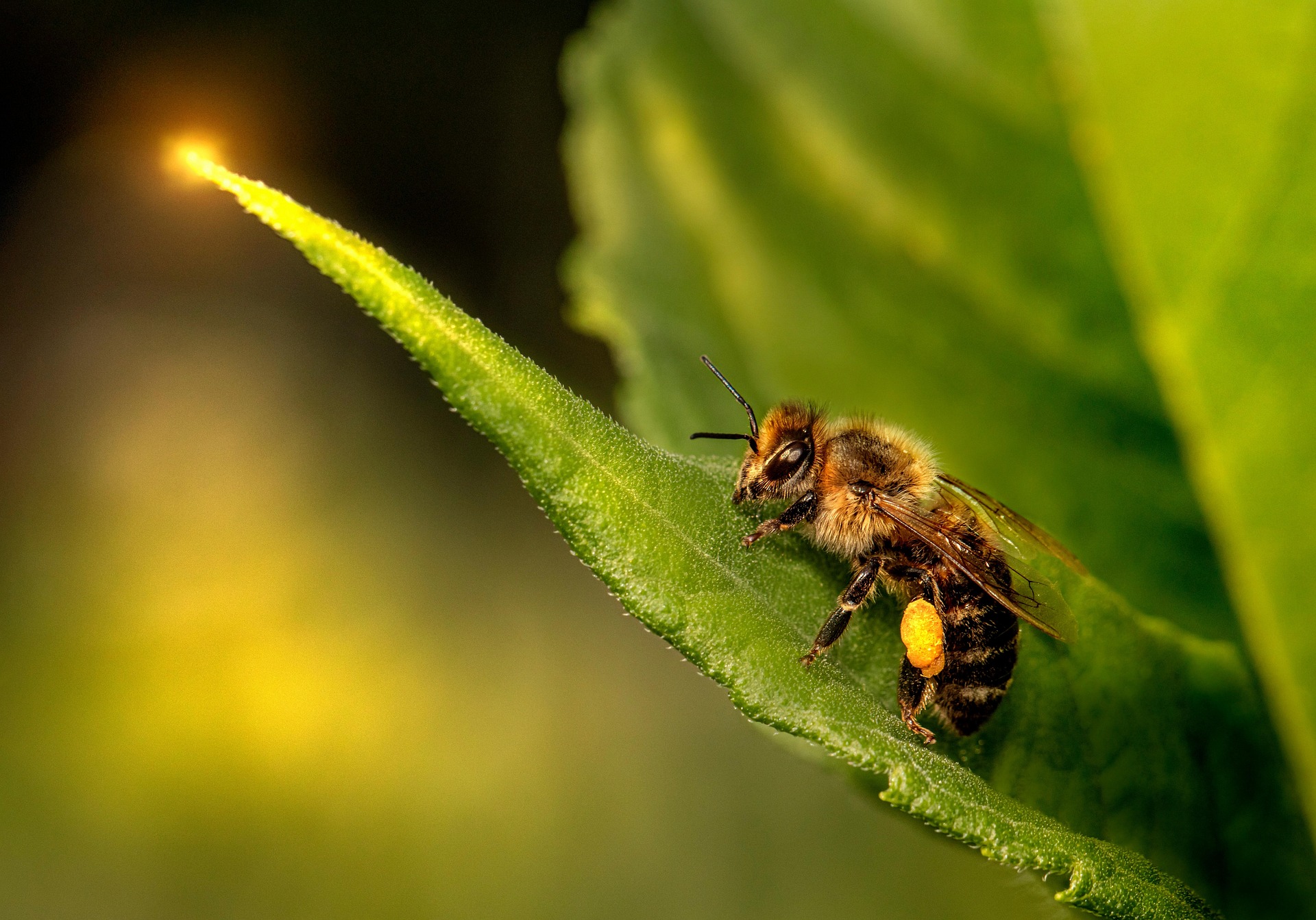 Western honey bee (Apis mellifera)