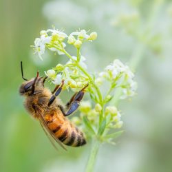 Western honey bee (Apis mellifera)