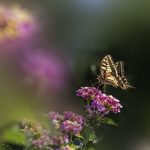 Old World Swallowtail (Papilio machaon)