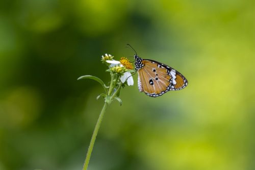 103 Purple-edged copper (Lycaena hippothoe)