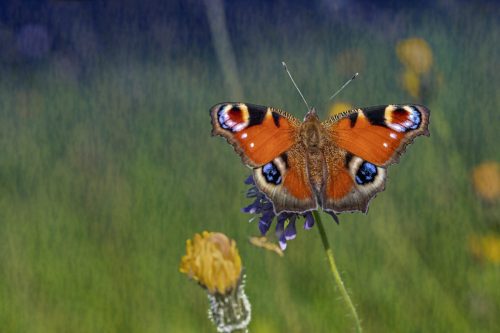 1778 Purple-edged copper (Lycaena hippothoe)