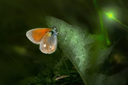 2731 Purple-edged copper (Lycaena hippothoe)