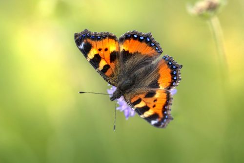 2741 Purple-edged copper (Lycaena hippothoe)