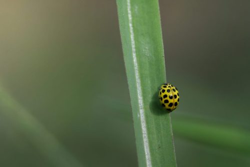 2980-scaled Blackspotted pliers support beetle (Rhagium mordax)