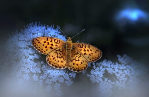 3071 Purple-edged copper (Lycaena hippothoe)