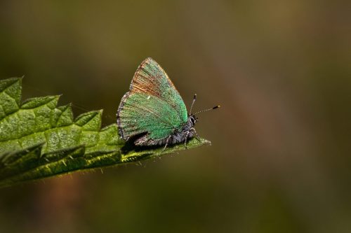 3135 Purple-edged copper (Lycaena hippothoe)
