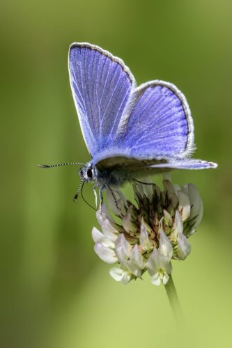 6755 Purple-edged copper (Lycaena hippothoe)