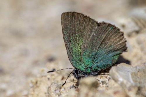 6757 Purple-edged copper (Lycaena hippothoe)