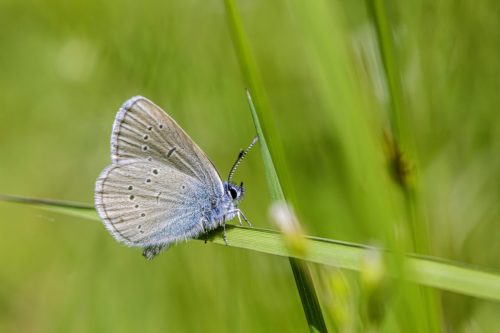 6762 Purple-edged copper (Lycaena hippothoe)