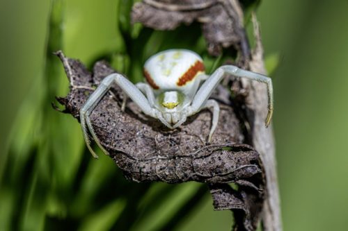 6764 European garden spider (Araneus diadematus)