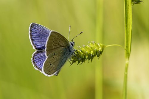 6771 Purple-edged copper (Lycaena hippothoe)
