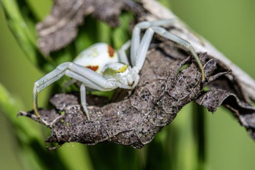 6772 European garden spider (Araneus diadematus)