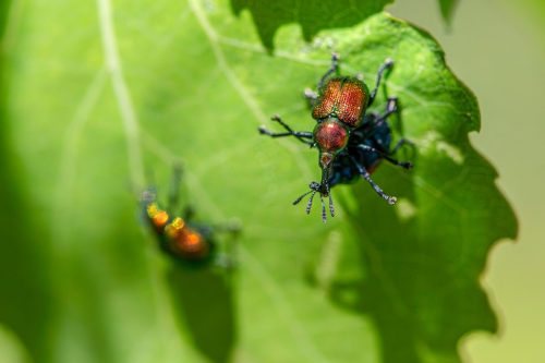 agricultural-pests-8935508_1920 Blackspotted pliers support beetle (Rhagium mordax)
