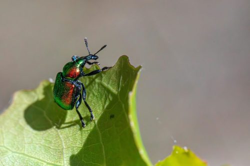 agricultural-pests-8935510_1920 Blackspotted pliers support beetle (Rhagium mordax)