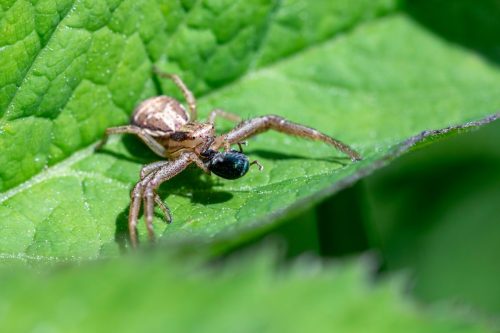 animal-world-9637923_1920 European garden spider (Araneus diadematus)