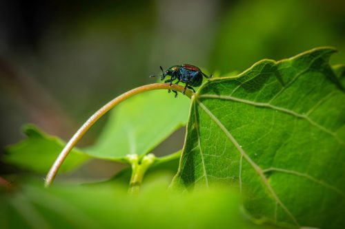 aspen-leaf-rolling-weevil-8779135_1920 Blackspotted pliers support beetle (Rhagium mordax)