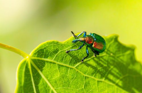 aspen-leaf-rolling-weevil-8779136_1920 Blackspotted pliers support beetle (Rhagium mordax)