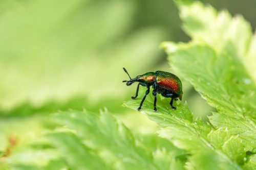 aspen-leaf-rolling-weevil-8792300_1920 Blackspotted pliers support beetle (Rhagium mordax)