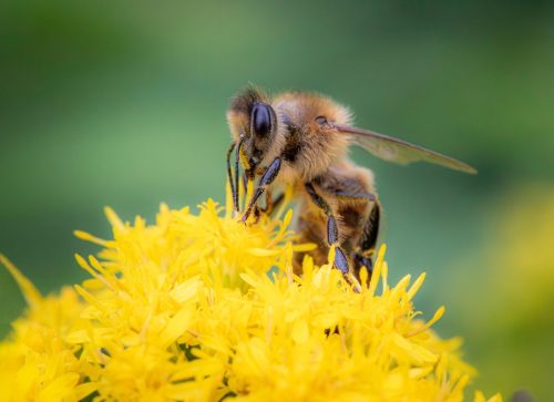 bee-8929817_1920 Western honey bee (Apis mellifera)