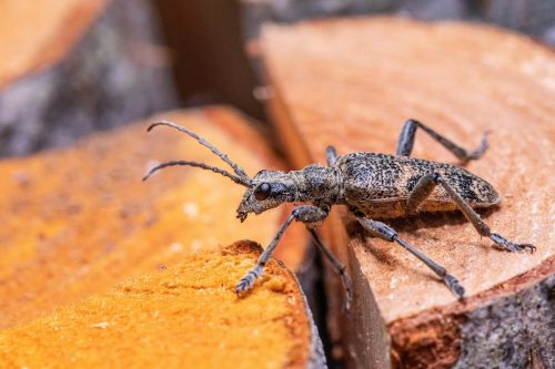 black-spotted-longhorn-beetle-6971626_1920 Blackspotted pliers support beetle (Rhagium mordax)