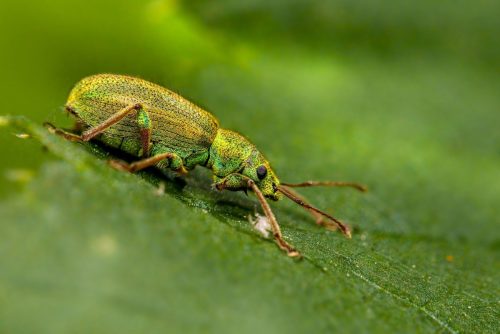 bug-8297520_1920 Blackspotted pliers support beetle (Rhagium mordax)